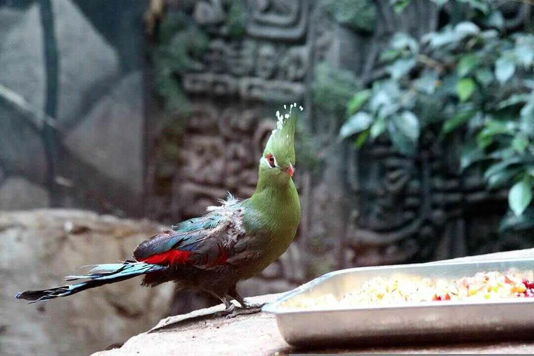 Guinea Turaco